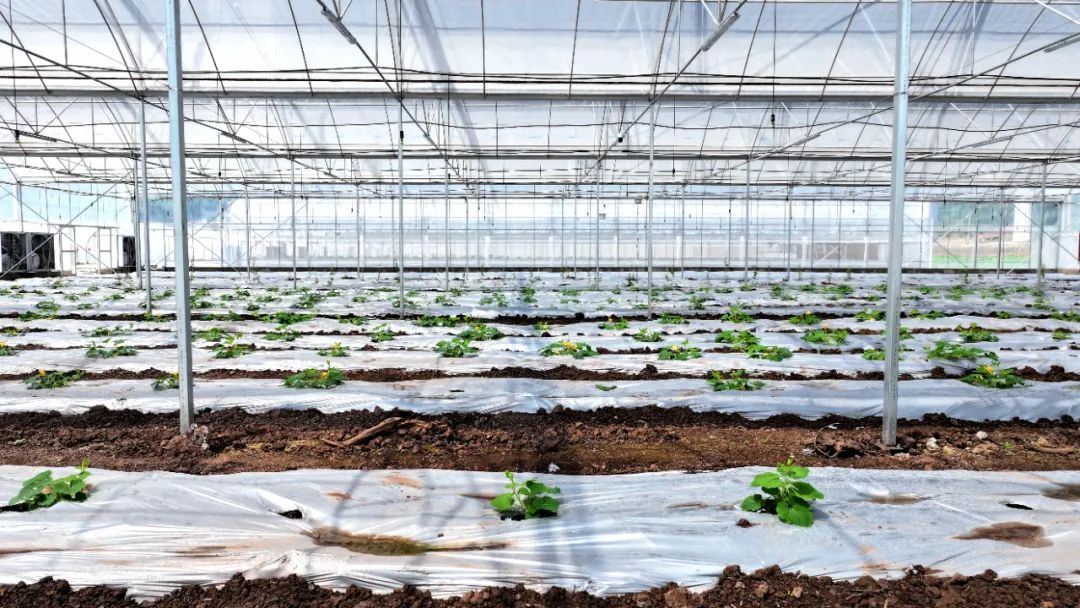 W020250611591856392809.jpg W020250611591856392809.jpg